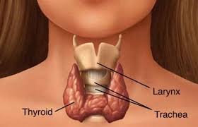 thyroid3