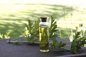 herbal oil for hair loss