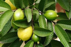 Guava leaves for hair loss