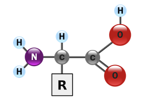 A closer look at amino acids