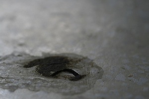 pigeon poo for hair loss?